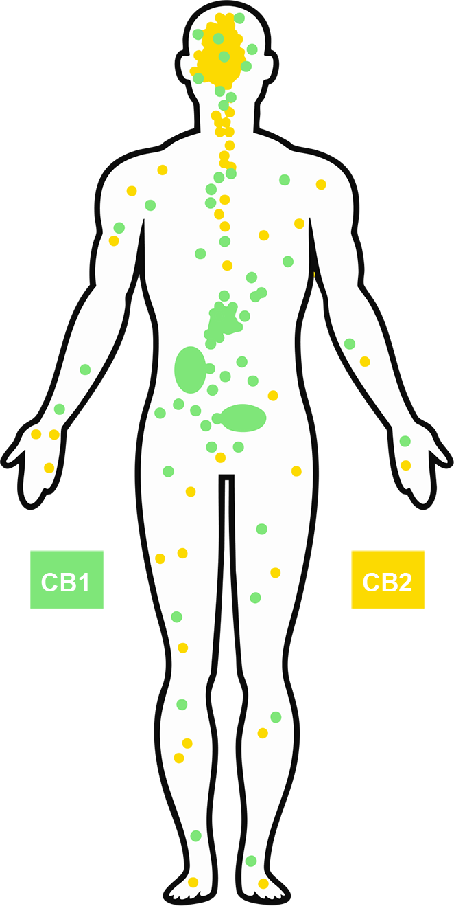 Diagram showing CB1 and CB2 receptors in the human body
